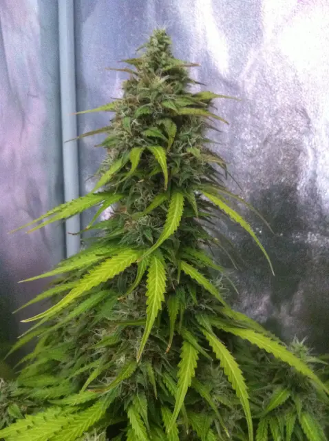 Grow-Report Blue Auto Mazar, Woche 9, Foto 4