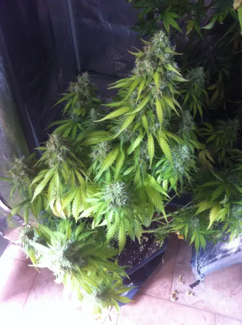 Grow-Report Blue Auto Mazar, Woche 10, Foto 1