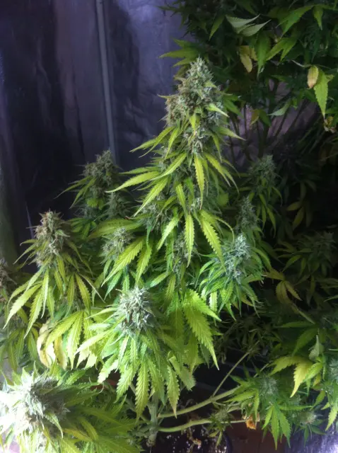 Grow-Report Blue Auto Mazar, Woche 10, Foto 2