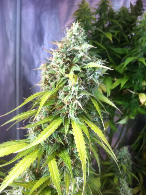 Grow-Report Blue Auto Mazar, Woche 10, Foto 3
