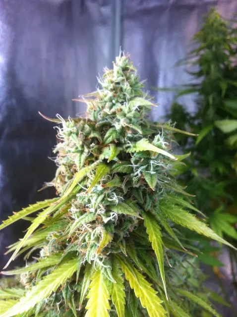 Grow-Report Blue Auto Mazar, Woche 10, Foto 4