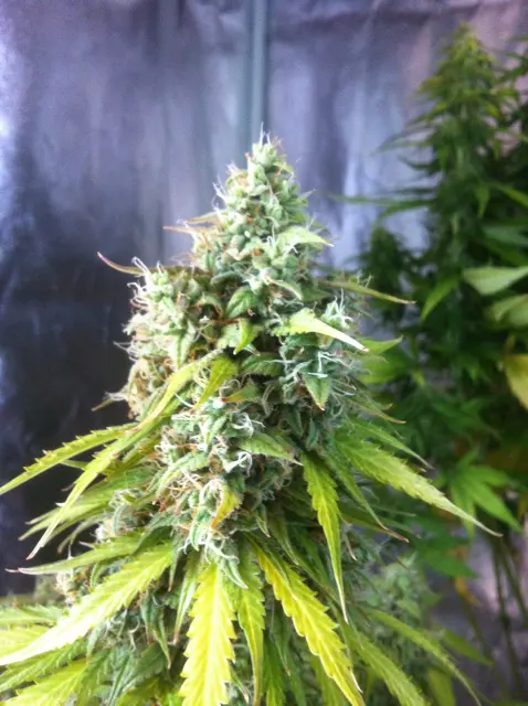Grow-Report Blue Auto Mazar, Woche 10, Foto 5
