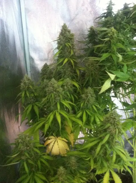 Grow-Report Blue Auto Mazar, Woche 10, Foto 6
