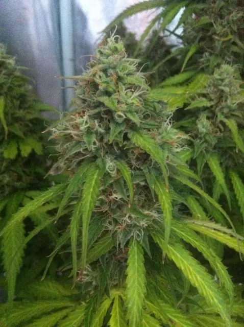 Grow-Report Blue Auto Mazar, Woche 10, Foto 7