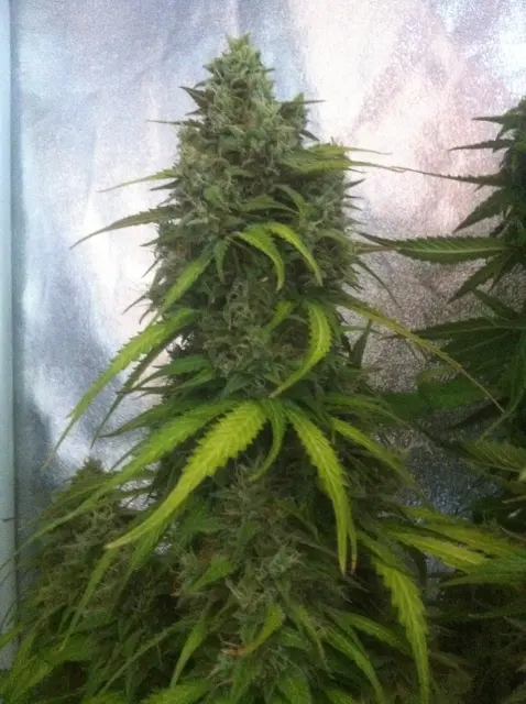 Grow-Report Blue Auto Mazar, Woche 10, Foto 8