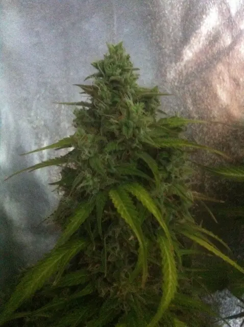 Grow-Report Blue Auto Mazar, Woche 10, Foto 9
