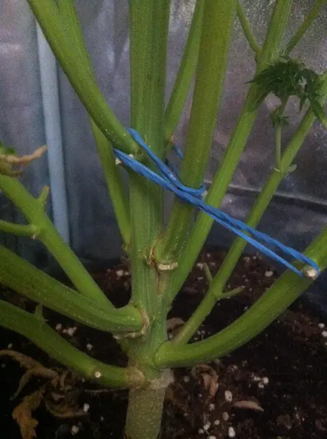 Grow-Report Blue Auto Mazar, Woche 11, Foto 1
