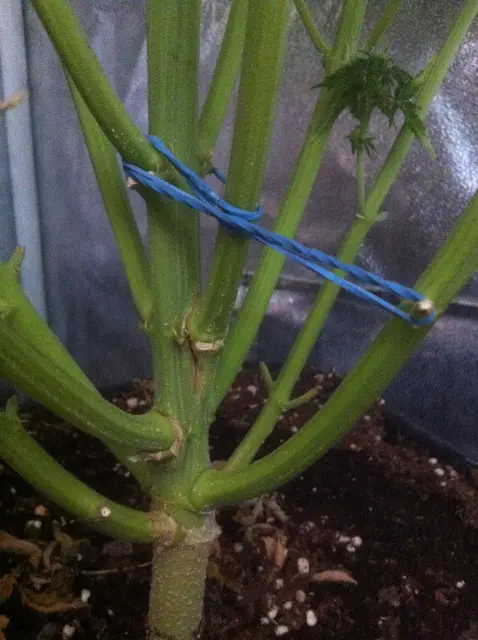 Grow-Report Blue Auto Mazar, Woche 11, Foto 2
