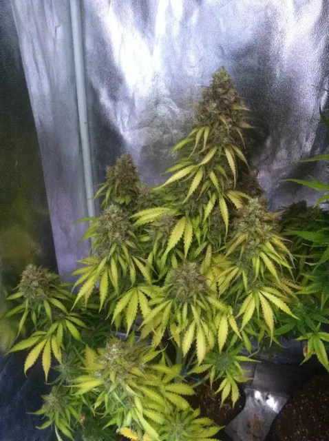 Grow-Report Blue Auto Mazar, Woche 11, Foto 3