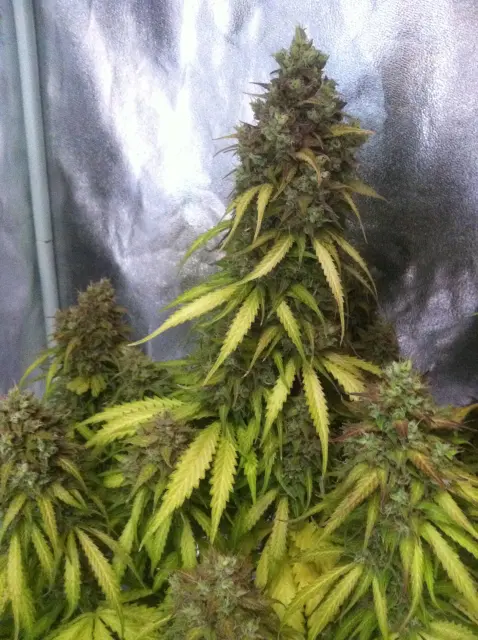 Grow-Report Blue Auto Mazar, Woche 11, Foto 4