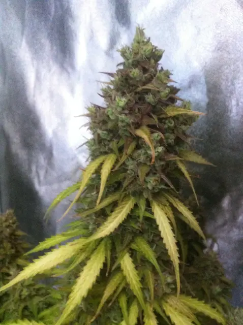 Grow-Report Blue Auto Mazar, Woche 11, Foto 5