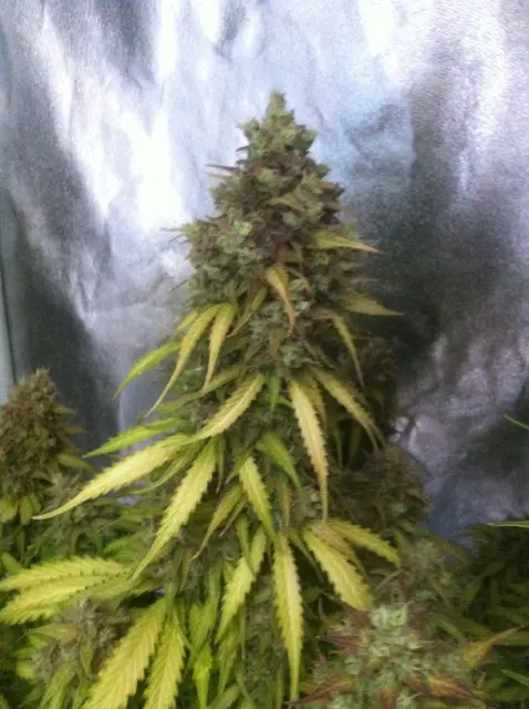 Grow-Report Blue Auto Mazar, Woche 11, Foto 6