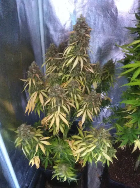 Grow-Report Blue Auto Mazar, Woche 12, Foto 1