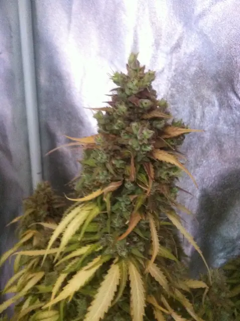 Grow-Report Blue Auto Mazar, Woche 12, Foto 2