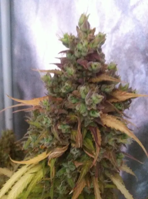 Grow-Report Blue Auto Mazar, Woche 12, Foto 3
