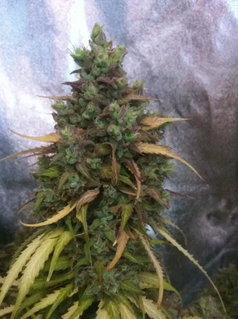 Grow-Report Blue Auto Mazar, Woche 12, Foto 4