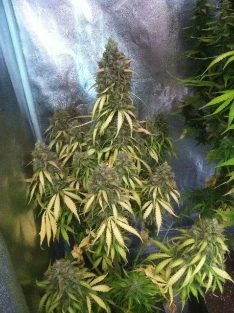 Grow-Report: Blue Auto Mazar