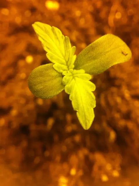 Grow-Report Gelato Cookie D'oh-Hope Auto, Woche 1, Foto 1