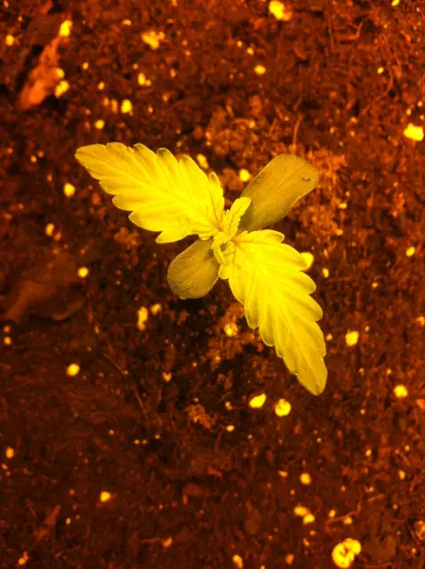 Grow-Report Gelato Cookie D'oh-Hope Auto, Woche 1, Foto 2