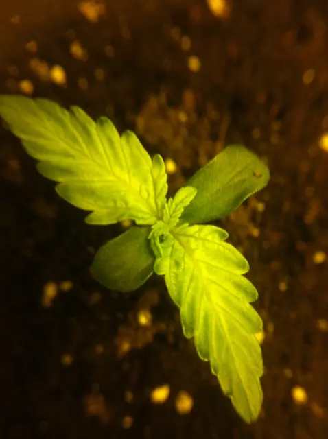 Grow-Report Gelato Cookie D'oh-Hope Auto, Woche 1, Foto 3