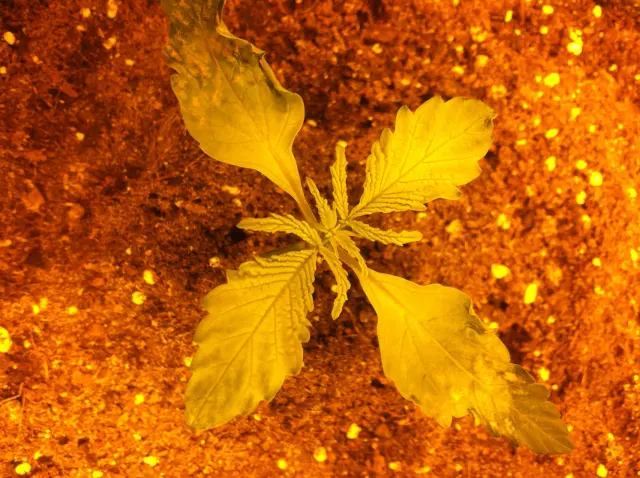 Grow-Report Gelato Cookie D'oh-Hope Auto, Woche 1, Foto 4