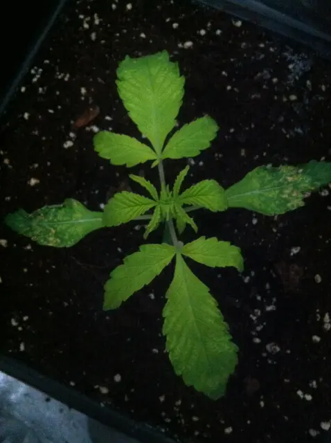Grow-Report Gelato Cookie D'oh-Hope Auto, Woche 2, Foto 1