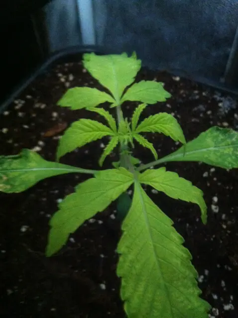 Grow-Report Gelato Cookie D'oh-Hope Auto, Woche 2, Foto 2