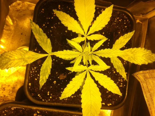 Grow-Report Gelato Cookie D'oh-Hope Auto, Woche 2, Foto 3
