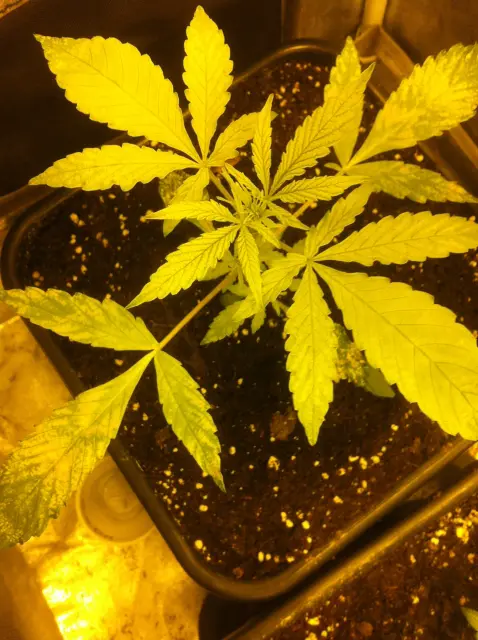 Grow-Report Gelato Cookie D'oh-Hope Auto, Woche 2, Foto 4
