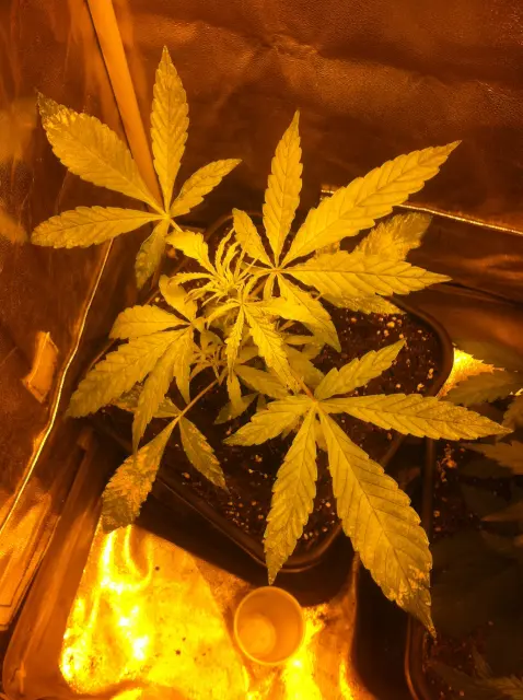 Grow-Report Gelato Cookie D'oh-Hope Auto, Woche 3, Foto 1