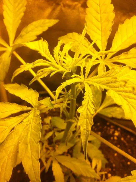 Grow-Report Gelato Cookie D'oh-Hope Auto, Woche 3, Foto 2