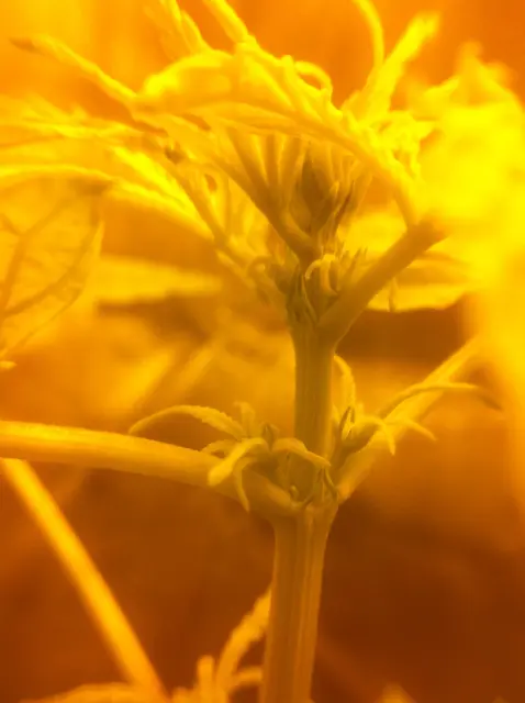 Grow-Report Gelato Cookie D'oh-Hope Auto, Woche 3, Foto 3