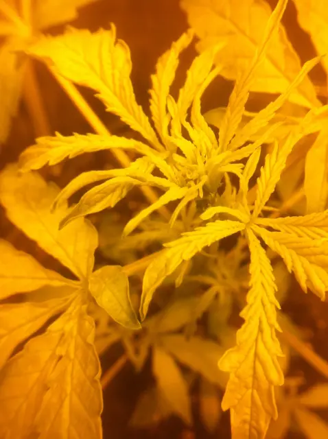 Grow-Report Gelato Cookie D'oh-Hope Auto, Woche 3, Foto 4