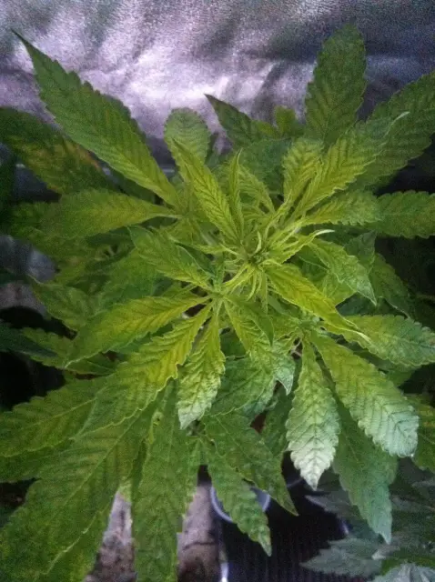 Grow-Report Gelato Cookie D'oh-Hope Auto, Woche 4, Foto 1