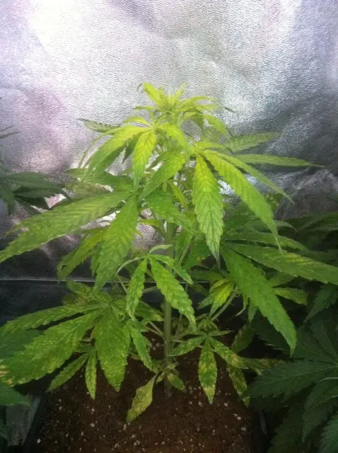 Grow-Report Gelato Cookie D'oh-Hope Auto, Woche 4, Foto 2