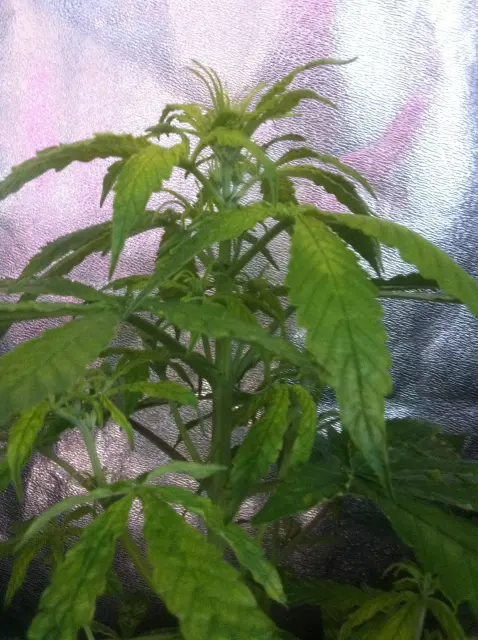Grow-Report Gelato Cookie D'oh-Hope Auto, Woche 4, Foto 3