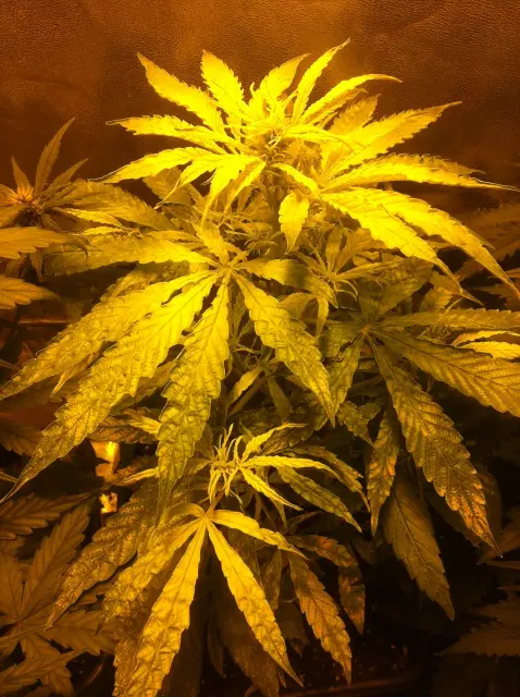 Grow-Report Gelato Cookie D'oh-Hope Auto, Woche 4, Foto 4