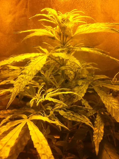 Grow-Report Gelato Cookie D'oh-Hope Auto, Woche 4, Foto 5
