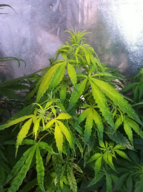 Grow-Report Gelato Cookie D'oh-Hope Auto, Woche 5, Foto 1