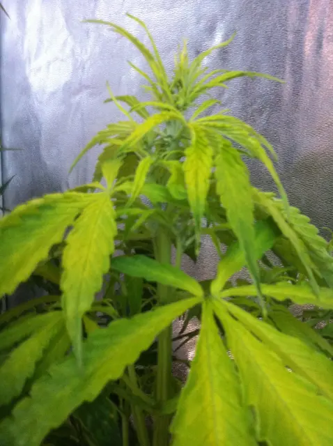 Grow-Report Gelato Cookie D'oh-Hope Auto, Woche 5, Foto 2