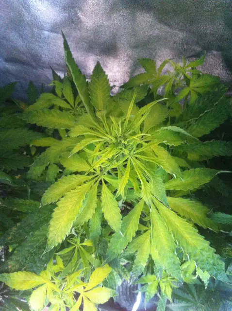 Grow-Report Gelato Cookie D'oh-Hope Auto, Woche 5, Foto 3