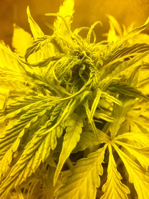 Grow-Report Gelato Cookie D'oh-Hope Auto, Woche 5, Foto 4