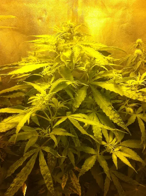 Grow-Report Gelato Cookie D'oh-Hope Auto, Woche 5, Foto 5