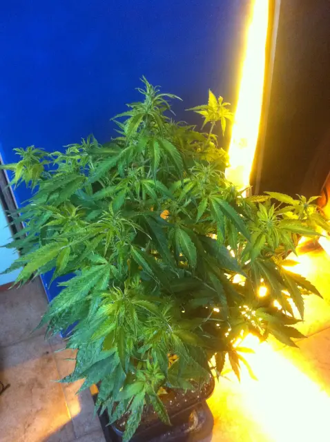 Grow-Report Gelato Cookie D'oh-Hope Auto, Woche 6, Foto 1