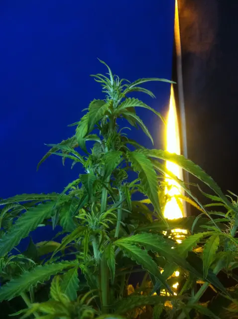 Grow-Report Gelato Cookie D'oh-Hope Auto, Woche 6, Foto 2
