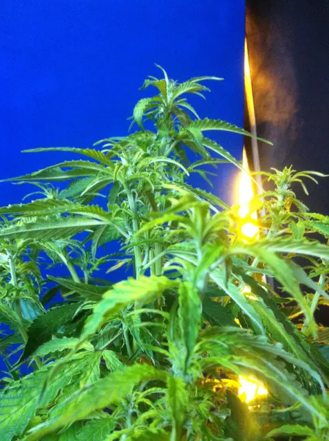 Grow-Report Gelato Cookie D'oh-Hope Auto, Woche 6, Foto 3
