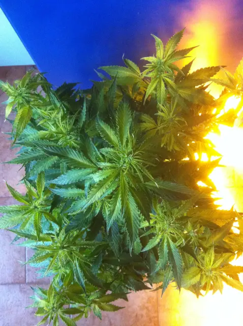 Grow-Report Gelato Cookie D'oh-Hope Auto, Woche 6, Foto 4