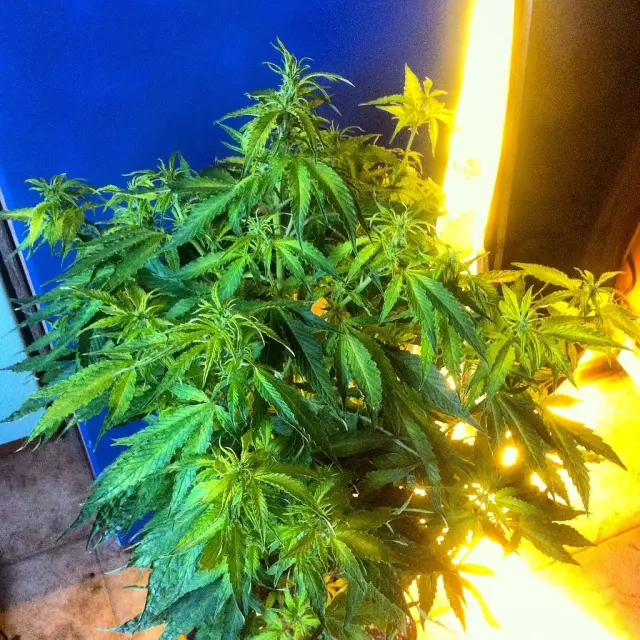 Grow-Report Gelato Cookie D'oh-Hope Auto, Woche 6, Foto 5