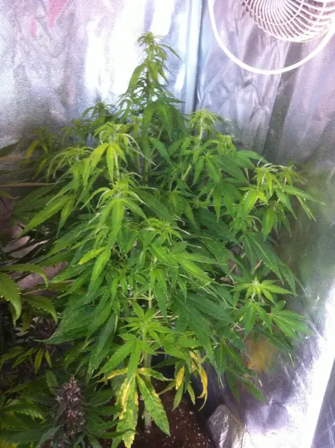 Grow-Report Gelato Cookie D'oh-Hope Auto, Woche 7, Foto 1