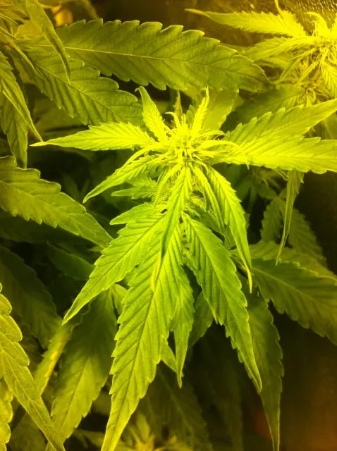 Grow-Report Gelato Cookie D'oh-Hope Auto, Woche 7, Foto 10